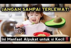 Manfaat Buah Alpukat untuk Bayi dan Cara Penyajiannya