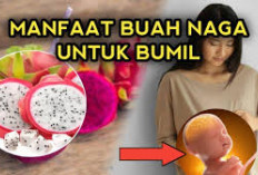 Inilah Manfaat Buah Naga untuk Ibu Hamil yang Patut untuk Diketahui