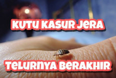 Ini Dia Cara Menghilangkan Kutu secara Alami dan Efektif!