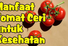 Manfaat Tomat Ceri untuk Kesehatan dan Cara Memakannya yang Benar