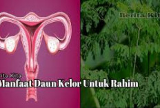 Manfaat Daun Kelor untuk Rahim, yang Hanya Diketahui Sedikit Orang