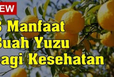 Inilah Dia Manfaat Buah Yuzu, Jeruk Jepang yang Banyak Mengandung Nutrisi