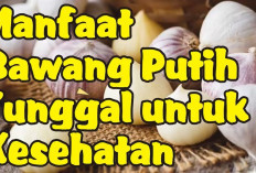 Ini Dia Manfaat Bawang Putih Tunggal untuk Kesehatan Tubuh