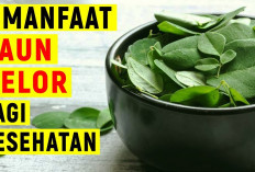 Memiliki Kandungan Vitamin A dan E Sangat Tinggi, Inilah Manfaat Daun Kelor untuk Kesehatan, Apa Saja?