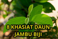 Inilah Khasiat dari Satu Lembar Daun Jambu Biji Untuk Kesehatan, Mau Tahu?