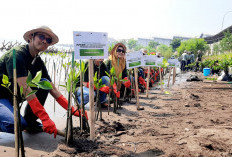 Hijaukan Kawasan Pesisir, Nasmoco Ajak Komunitas RAIZE Tanam 2.024 Bibit Mangrove