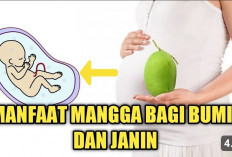 Benarkah Mangga Muda Aman untuk Ibu Hamil? Yuk Simak Penjelasan Berikut ini