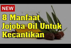 Inilah Manfaat Minyak Jojoba yang Perlu Kamu Ketahui, Dapat Menghilangkan Jerawat