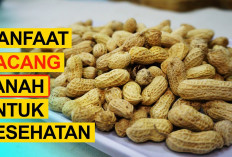 Berikut Ini Adalah Beberapa Manfaat Kacang untuk Kesehatan 