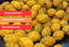 Kandungan dan Manfaat Buah Naga Kuning untuk Kesehatan