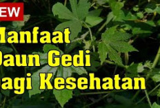 Manfaat Daun Gedi untuk Kesehatan, Mampu Meredakan Nyeri