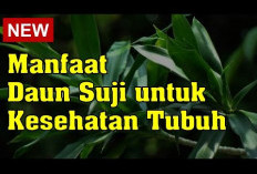 Inilah Manfaat Daun Suji untuk Kesehatan Tubuh