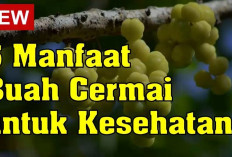 Manfaat Buah Cermai untuk Kesehatan yang Sayang untuk Diabaikan