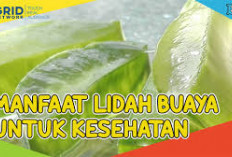 Inilah Daftar Manfaat Lidah Buaya untuk Kesehatan, Dapat Mempercepat Penyembuhan Luka