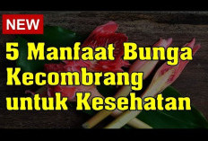 Manfaat Kecombrang untuk Kesehatan dan Cara Mengolahnya yang Tepat