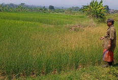 Kemarau, Sawah Mulai Mengering