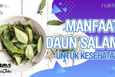 Inilah Beberapa Manfaat Daun Salam untuk Kesehatan Tubuh yang dapat kalian Ketahui, Apa Saja?