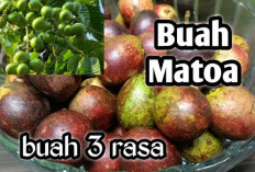 Dapat Mengurangi Kadar Gula Darah, Inilah Manfaat buah Matoa yang Perlu Kamu Ketahui