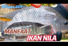 Manfaat Ikan Nila untuk Kesehatan yang Dapat Melawan Radikal Bebas