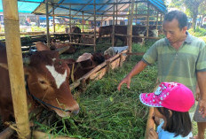 Geliat Penjualan Sapi Kurban di Pekalongan Jelang Idul Adha