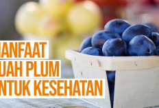 Ini Dia Manfaat Buah Plum untuk Kesehatan, Dapat Menjaga Kadar Gula Darah dan Menurunkan Berat Badan