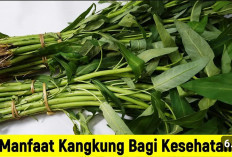 Manfaat Konsumsi Kangkung Secara Rutin bagi Tubuh, Menyehatkan Mata Sampai Tingkatkan Sel Darah Merah