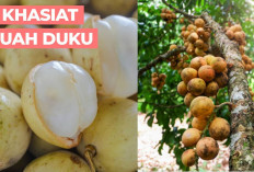 Inilah Manfaat Buah Duku untuk Kesehatan dan Nilai Gizinya