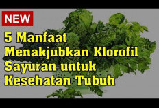 Ini Dia Manfaat Klorofil untuk Kesehatan Tubuh, Dapat Menurunkan Berat Badan