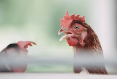Ini Dia 5 Cara Menjalani Bisnis Ayam Telur yang Baik dan Benar agar Semakin Berkembang dan Profit