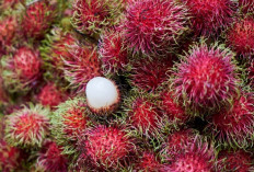 Inilah 4 Golongan Orang yang Tidak Boleh Mengonsumsi Buah Rambutan, Siapa Saja?