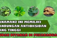 Inilah Daftar Tanaman dengan Kandungan Antioksidan yang Tinggi