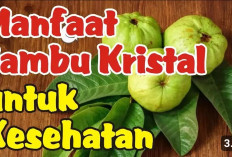 Ini Dia Khasiat Jambu Kristal Buat Tubuh yang Bisa Menjaga Daya Tahan Tubuh