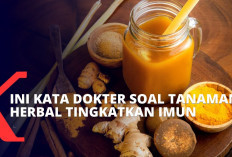 Ini Dia 3 Herbal untuk Membantu Memperkuat Sistem Kekebalan Tubuh yang Bisa Kamu Konsumsi