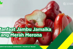 Inilah Manfaat Jambu Jamaika untuk Kesehatan Tubuh