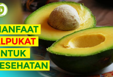 7 Manfaat Alpukat untuk Kesehatan, Dapat Menurunkan Berat Badan dan Juga Menjaga Kesehatan Jantung