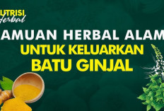 Ini Dia Obat Herbal untuk Batu Ginjal yang Efektif dan Aman Digunakan