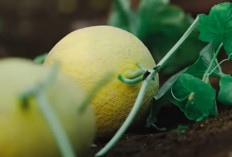 Pernah Rugi 20 Juta, Akhirnya Bisnis Tanam Melon Lewat Green House Bisa Panen Berkali-kali