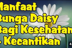 Tak Cuma Cantik, Inilah Khasiat Bunga BLue Daisy Buat Kulit