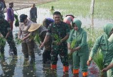 Kodim Pekalongan Tanam Perdana Padi Biosalin di Lahan Terdampak Rob