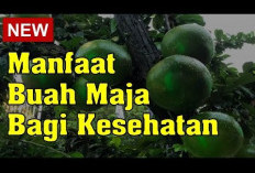 Inilah Manfaat Buah Maja untuk Kesehatan dan Komposisi Nutrisinya