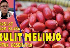 Apa Saja Khasiat Luar Biasa Kulit Melinjo untuk Kesehatan? Ini Dia