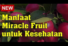 Ini Dia Manfaat Miracle Fruit untuk Kesehatan, Cita Rasa Buah Ajaib