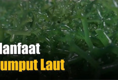 Sederet Khasiat Rumput Laut Buat Tubuh yang Bisa Mencegah Kanker