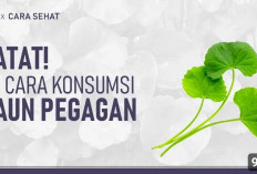 DIY Ramuan Daun Pegagan yang Aman untuk Tubuh, Banyak Khasiatnya Buat Kesehatan