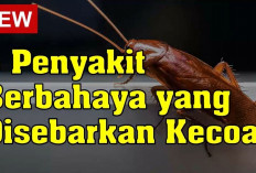 Waspada, Ternyata Ini Dia Bahaya Kecoa Bagi Kesehatan