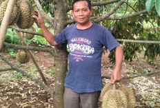 Gelar Festival Durian 