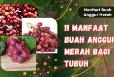 Inilah Macam-macam Manfaat Anggur Merah untuk Kesehatan yang Perlu Kamu Ketahui