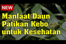 Manfaat Patikan Kebo, Tumbuhan liar yang baik untuk kesehatan