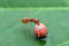 Jangan Sepelekan! Inilah Pertanda Gaib Banyak Semut Hitam dan Merah di Rumah Menurut Primbon Jawa