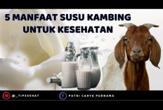 Selain Menjaga Kesehatan Tulang dan Gigi, Inilah Manfaat Susu Kambing untuk Kesehatan 